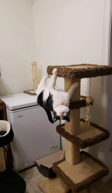 Cats can be anything